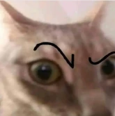 cat emote