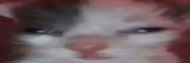 OhioCat emote