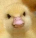 AngryDuck emote