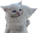 catHUG static emote