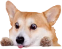 CorgiLurk emote