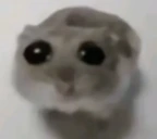 Hampter emote