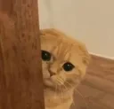 sneaky_cat emote