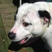 concerned_dog emote