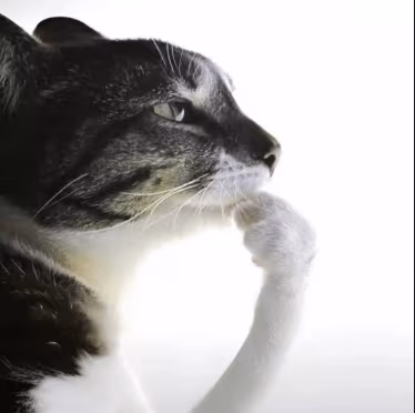 cathink emote
