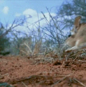 elephantshrewdashing emoji