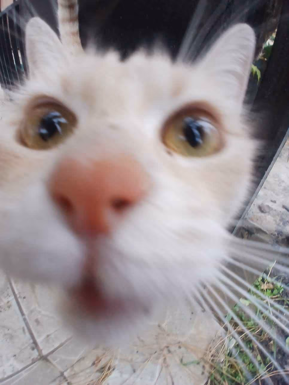 catstare emote