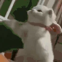 AngyCat emote
