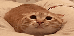 MOO animated emote
