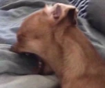 screamingdog emote