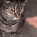 wawawa animated emote