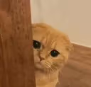 sneaky_cat emote