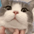 dimden_scratch emote