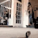 OhShitARat emote