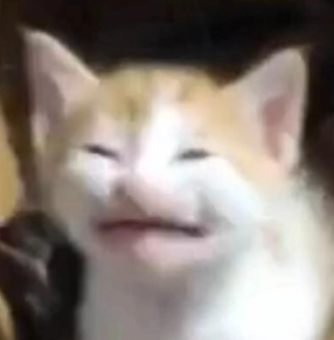 cat_writhe emote