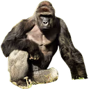 Harambe emote
