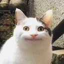 ollie emote