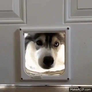 CuteHusky emote