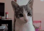 vuh emote