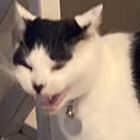 cat_scream emote