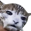 cumCat emote