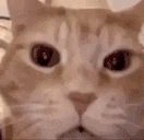 Wajaja emote