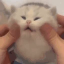 gumo emote