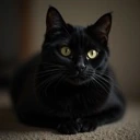 black_cat emote