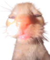 uuhhguasdhasdhghuuuuhuubu emote