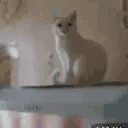 CatHand emote