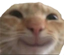 gatoFeli emote