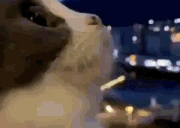 Life emote