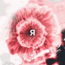 zxcFanatka emote