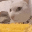 cateatingcorn emote