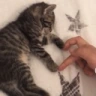 Catz_Luv emote