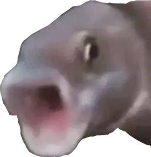 PogFish emote