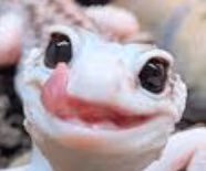 LeopardGeckoLick emote
