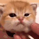 catnya animated emote