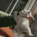 angwy emote