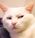 catSus emote