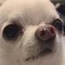 Doge_Cute emote