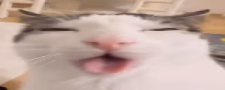plinkBLEHHHH emote