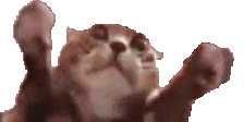 clappi emote