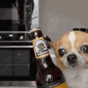 BeerDog emote
