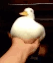 BONKERS emote