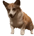 corgiDance emote