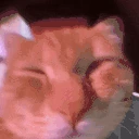 awoo emote