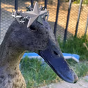 star_duck emote
