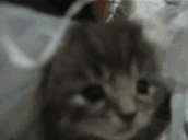 kuh emote