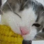 catcorn emote